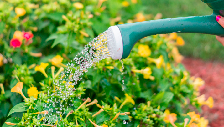 Plantas en maceta: requieren un cuidado adicional Plantas en maceta: requieren un cuidado adicional