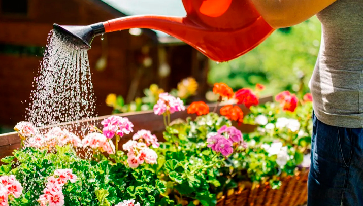 Qué hacer para que tus plantas resistan las altas temperaturas del verano Qué hacer para que tus plantas resistan las altas temperaturas del verano