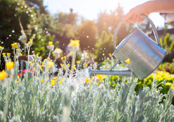 Viveros recomiendan los mejores cuidados para tus plantas durante el verano
